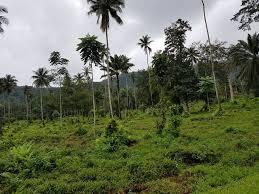 stp agric px2