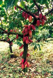 Home codeysa stp agric img